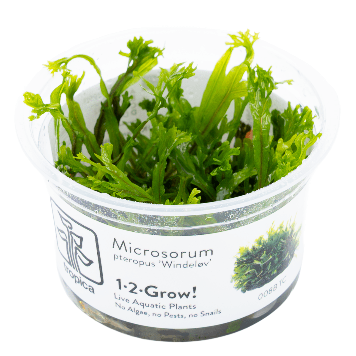 Microsorum pteropus 'Windeløv' (Windeløv Java fern)